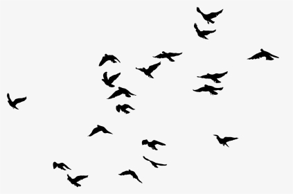 Detail Bird Png Image Nomer 42