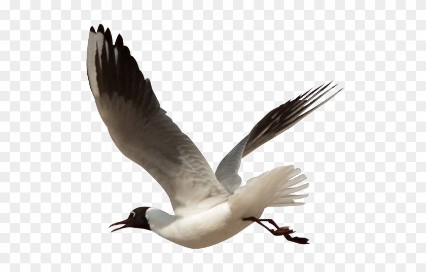 Detail Bird Png Image Nomer 48