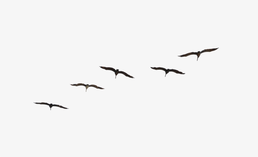 Detail Bird Png Image Nomer 50
