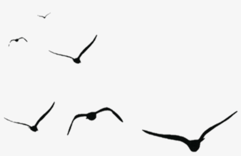 Detail Bird Png Image Nomer 56