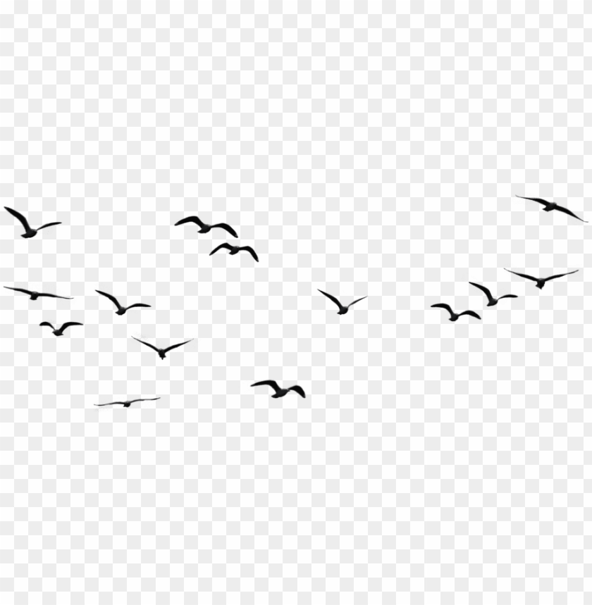 Detail Bird Png Image Nomer 9