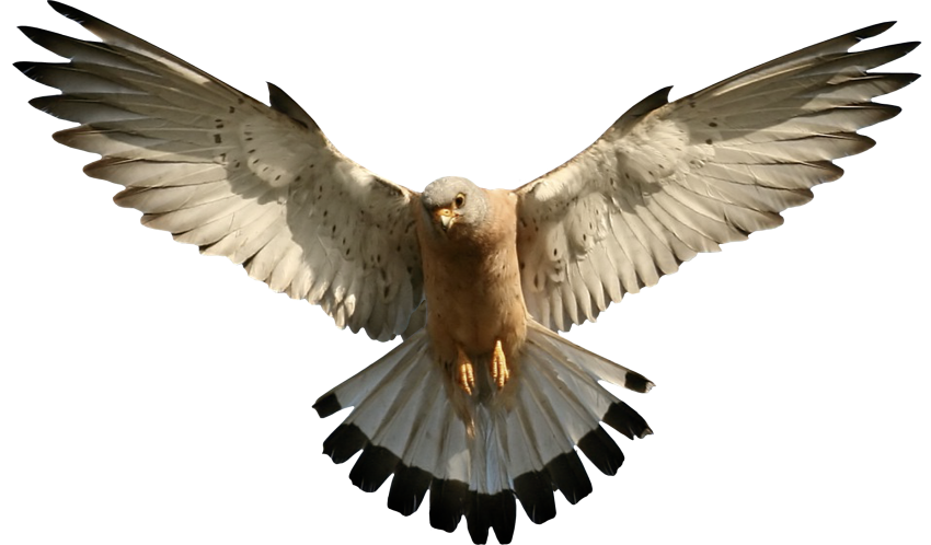 Detail Bird Png Image Nomer 10