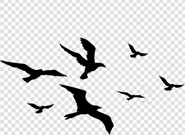 Detail Bird Png Vector Nomer 14