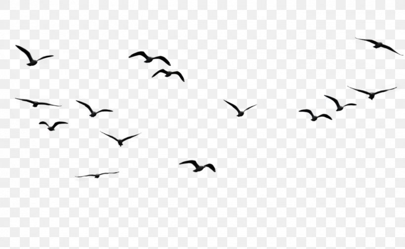 Detail Bird Png Vector Nomer 21