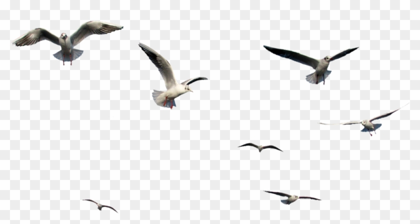 Detail Bird Png Vector Nomer 23