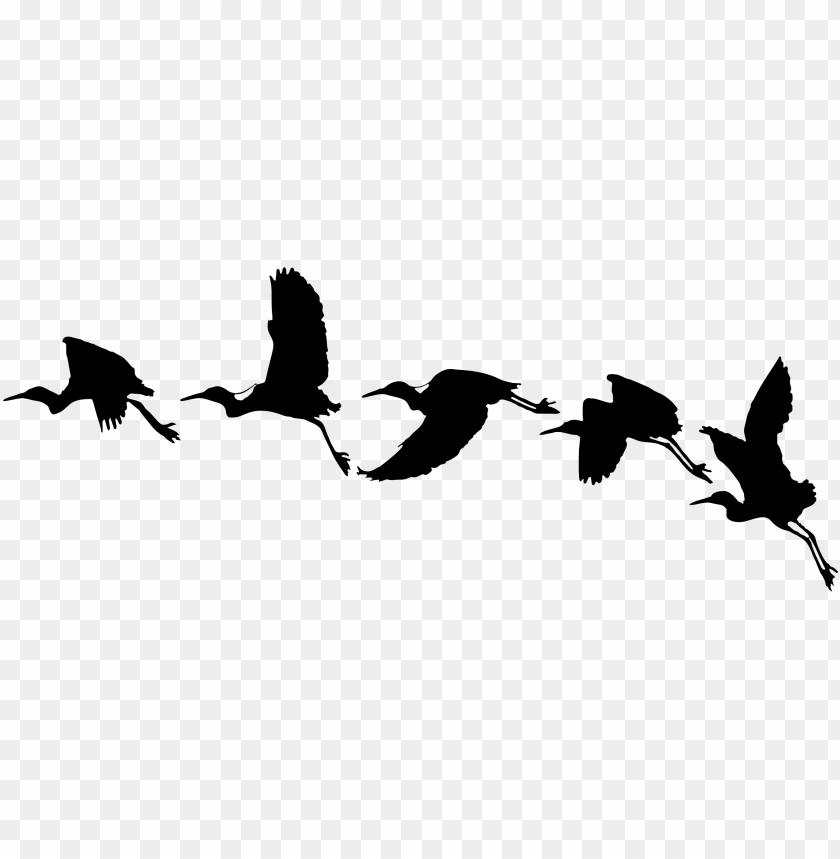Detail Bird Png Vector Nomer 31