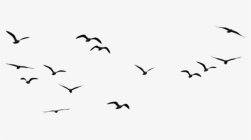Detail Bird Png Vector Nomer 8
