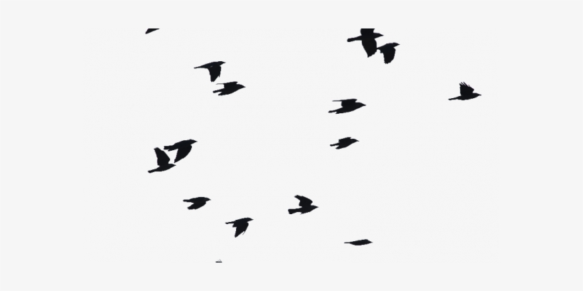 Detail Bird Png Vector Nomer 9
