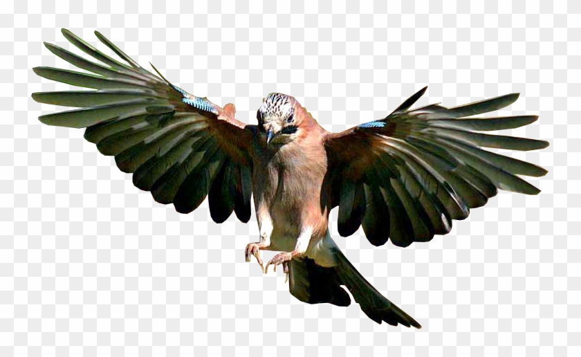 Detail Bird Transparent Nomer 11