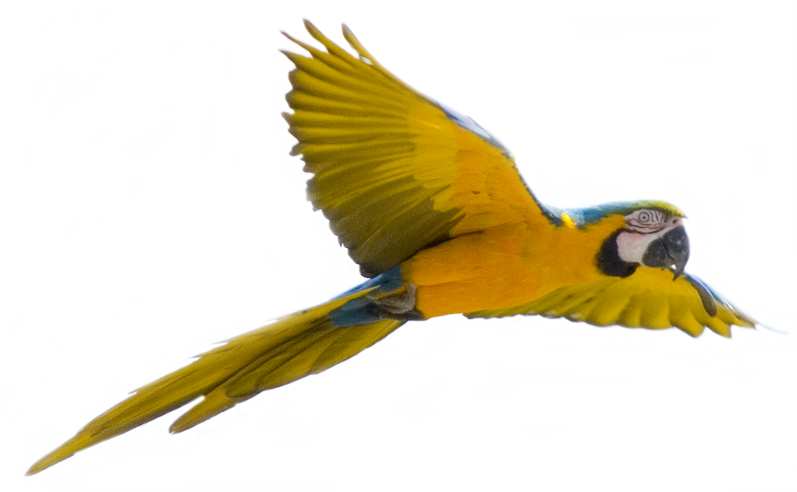Detail Bird Transparent Nomer 14