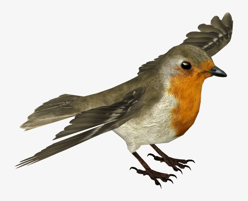 Detail Bird Transparent Nomer 15