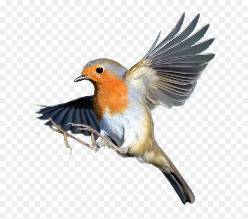 Detail Bird Transparent Nomer 16