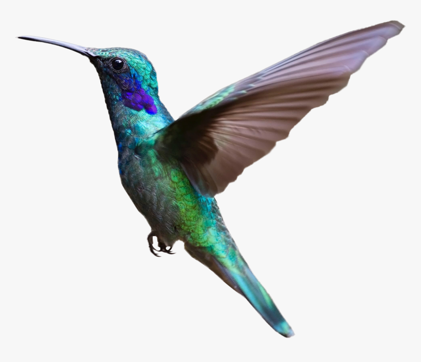 Detail Bird Transparent Nomer 19