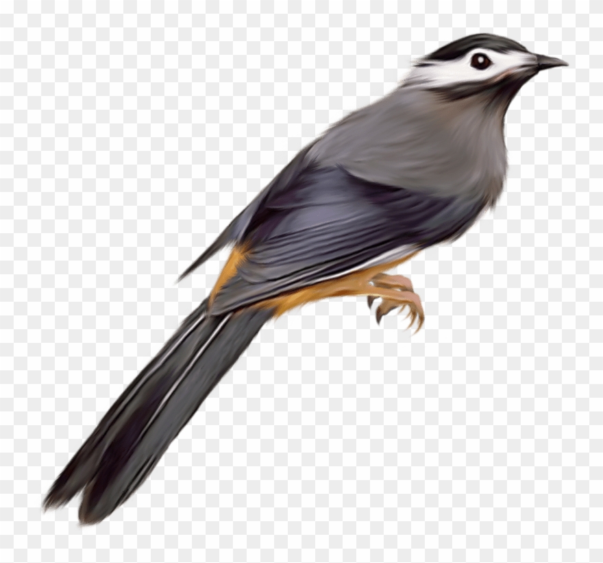 Detail Bird Transparent Nomer 20