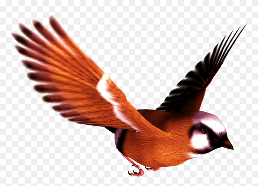 Detail Bird Transparent Nomer 23