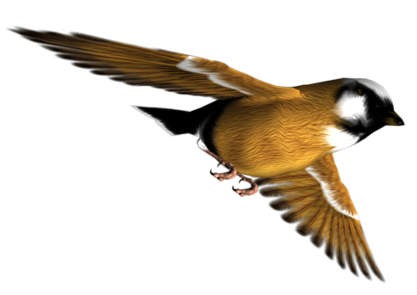 Detail Bird Transparent Nomer 24