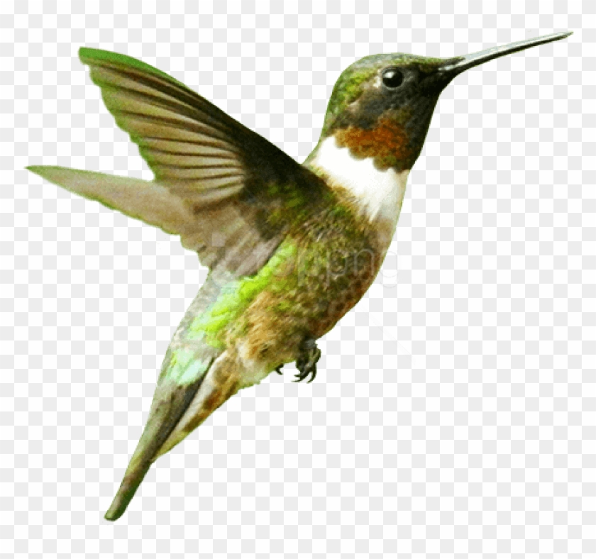 Detail Bird Transparent Nomer 25