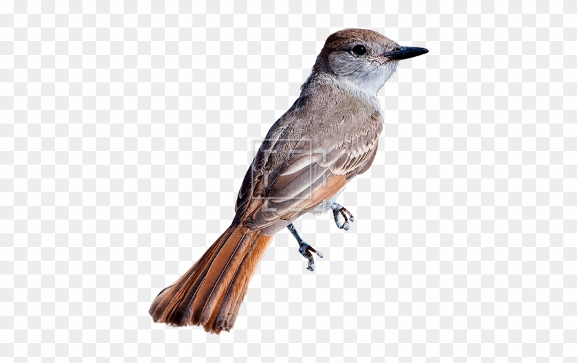 Detail Bird Transparent Nomer 26