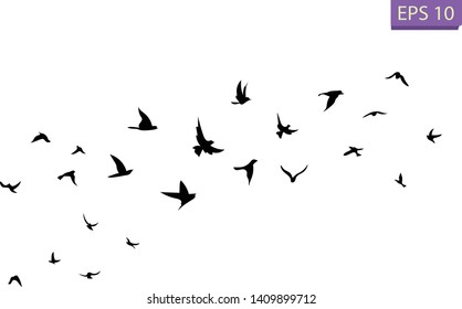 Detail Bird Transparent Nomer 27