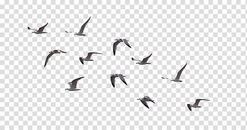 Detail Bird Transparent Nomer 28