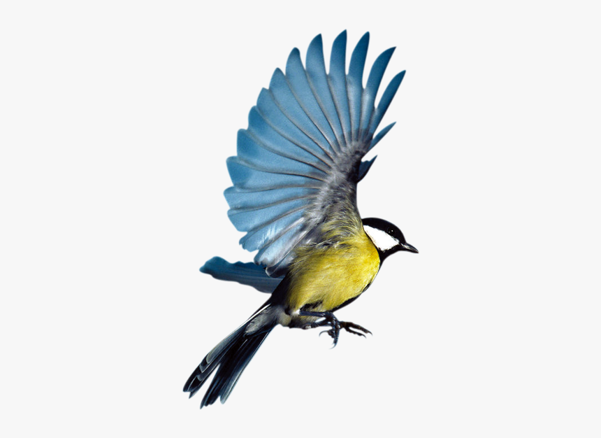 Detail Bird Transparent Nomer 32