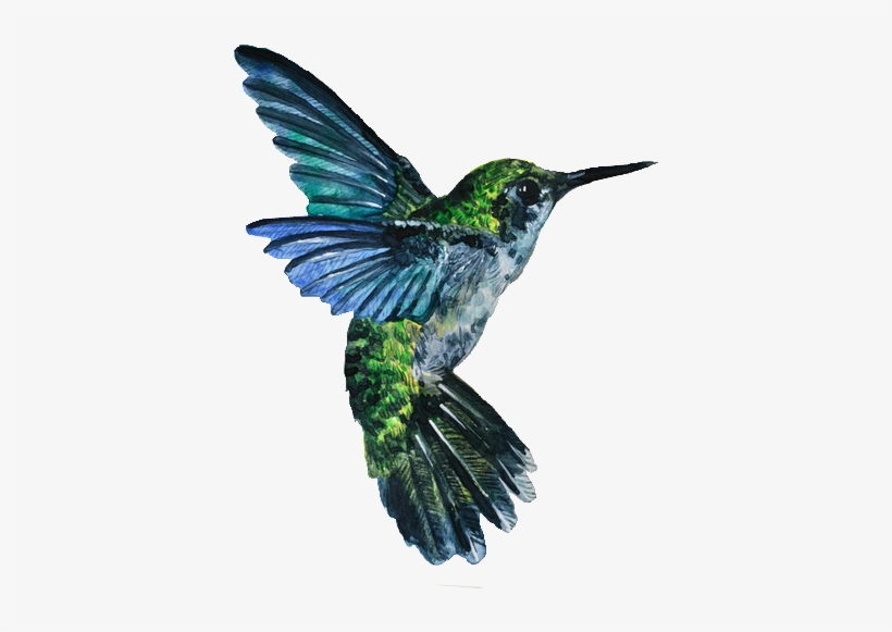 Detail Bird Transparent Nomer 35