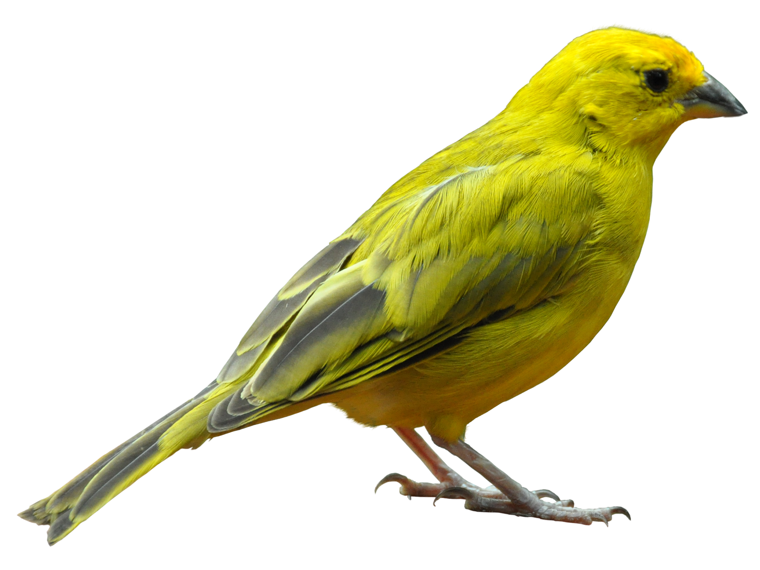 Detail Bird Transparent Nomer 36