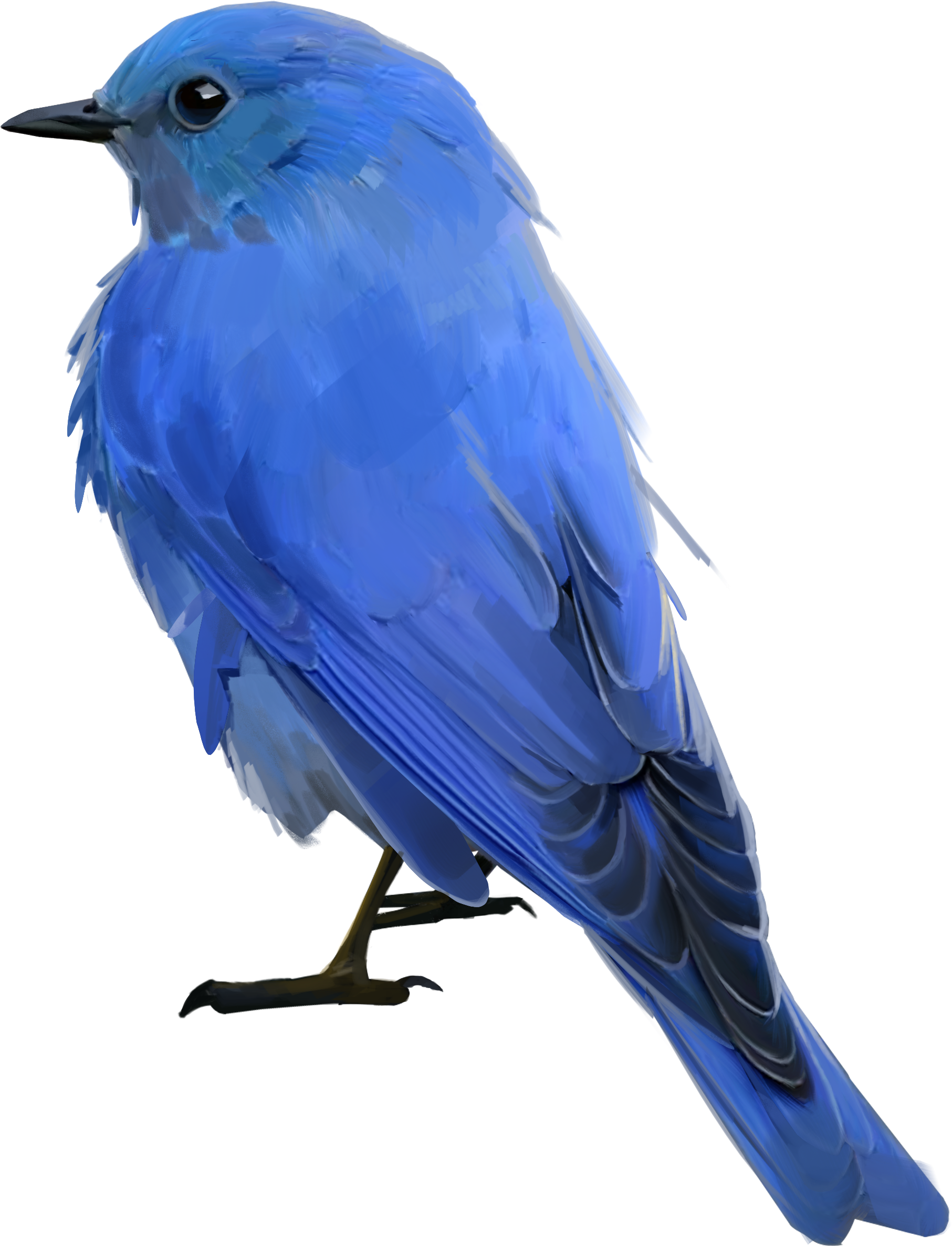 Detail Bird Transparent Nomer 39