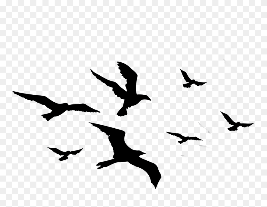 Detail Bird Transparent Nomer 43