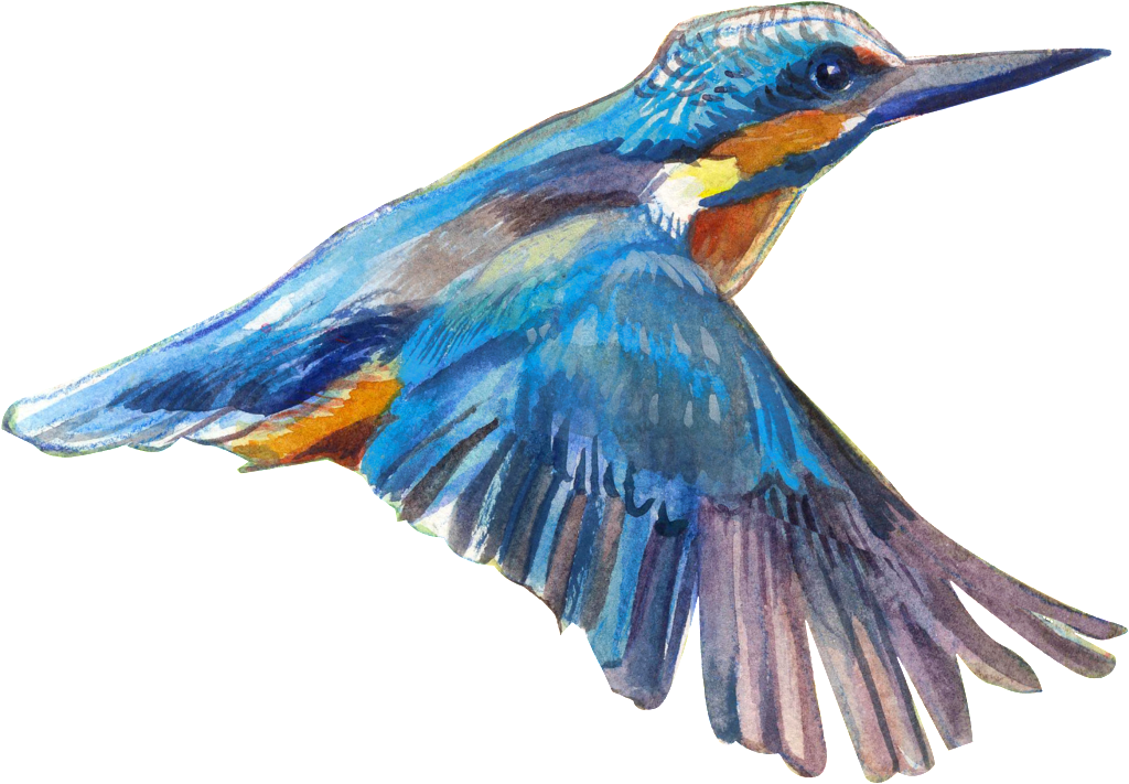 Detail Bird Transparent Nomer 45