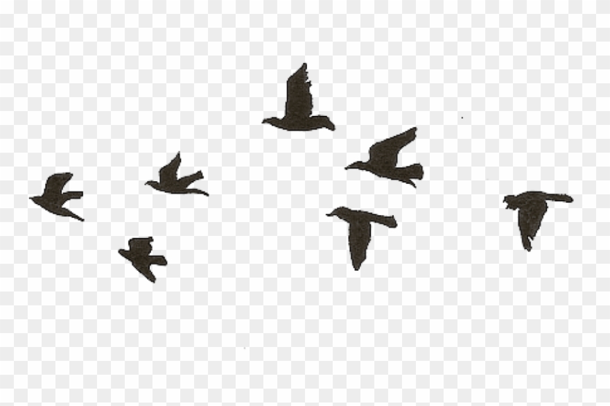 Detail Bird Transparent Nomer 48