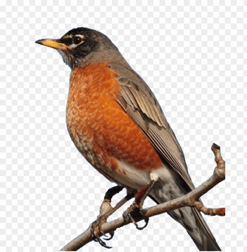 Detail Bird Transparent Nomer 53