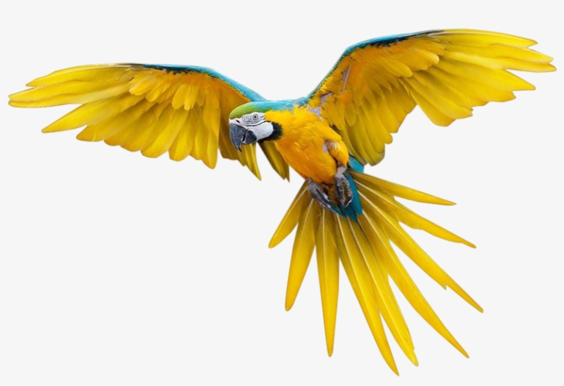 Detail Bird Transparent Nomer 54