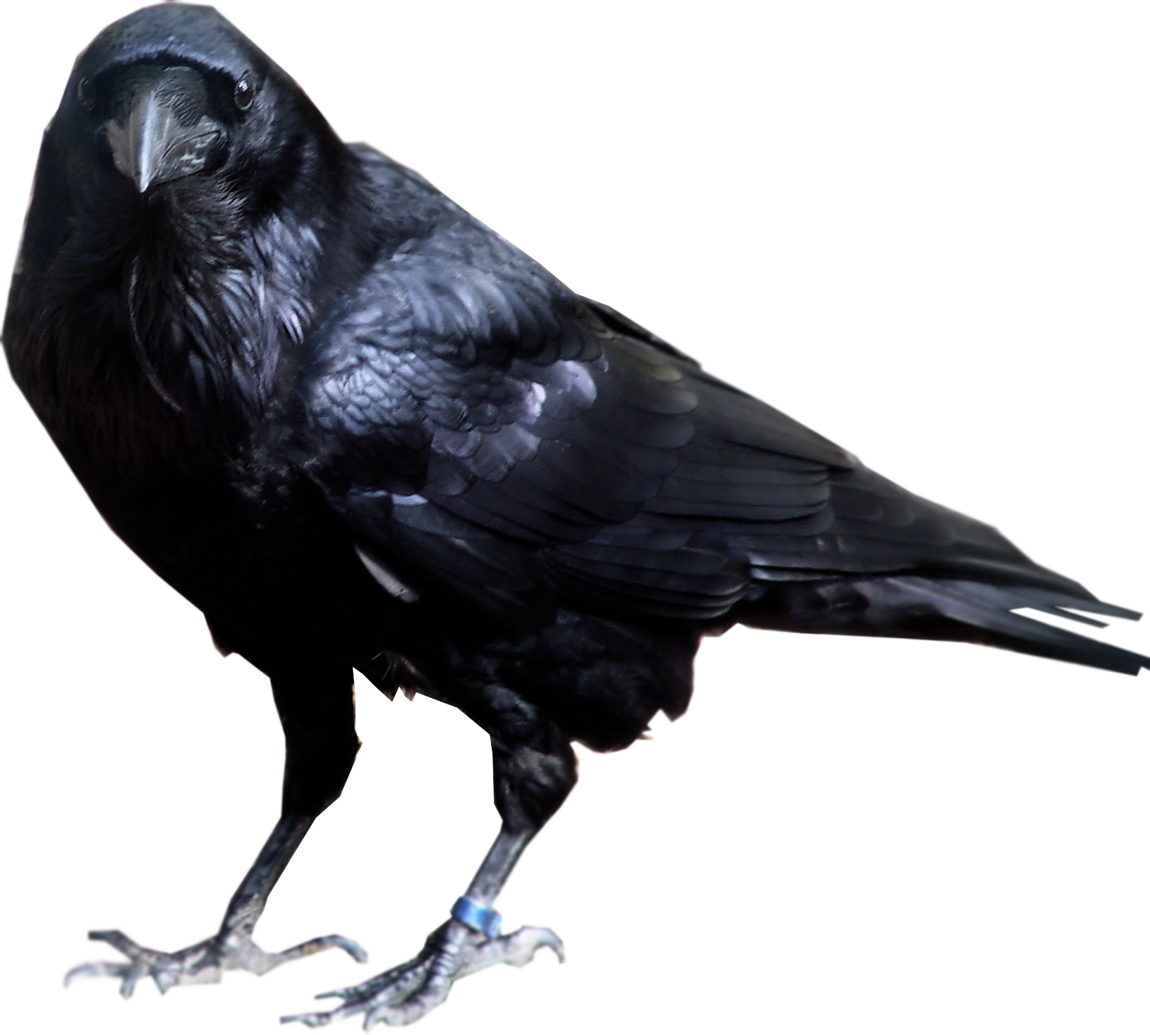 Detail Bird Transparent Nomer 56