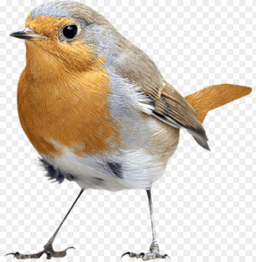 Detail Bird Transparent Nomer 6