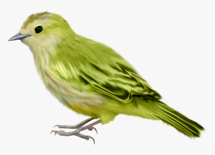 Detail Bird Transparent Nomer 7