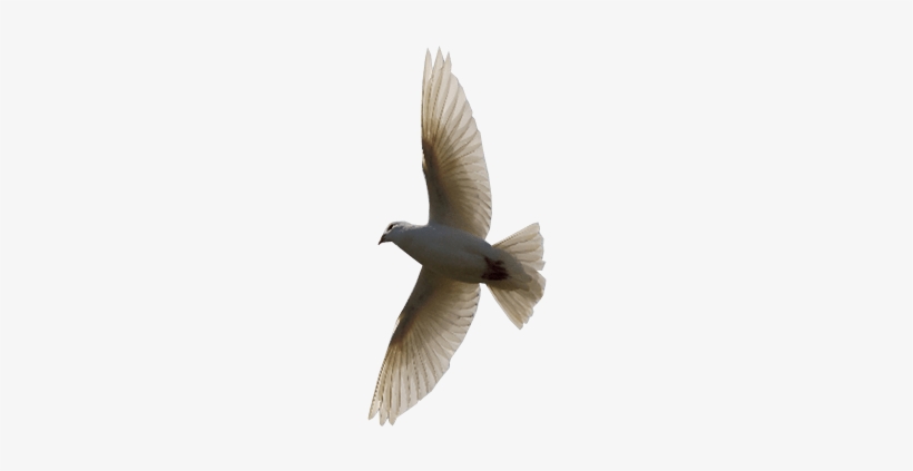 Detail Bird Transparent Nomer 8
