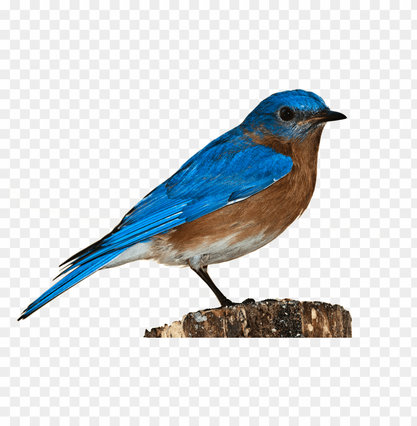 Bird Transparent Background - KibrisPDR