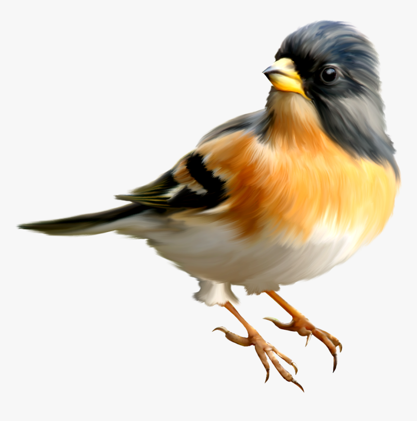 Detail Bird Transparent Background Nomer 13