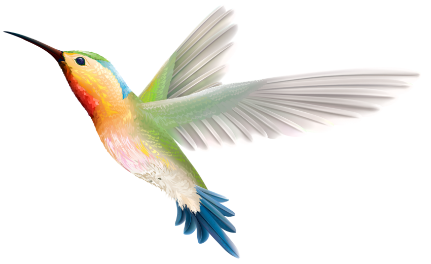 Detail Bird Transparent Background Nomer 21