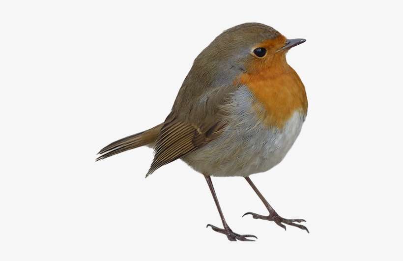 Detail Bird Transparent Background Nomer 24
