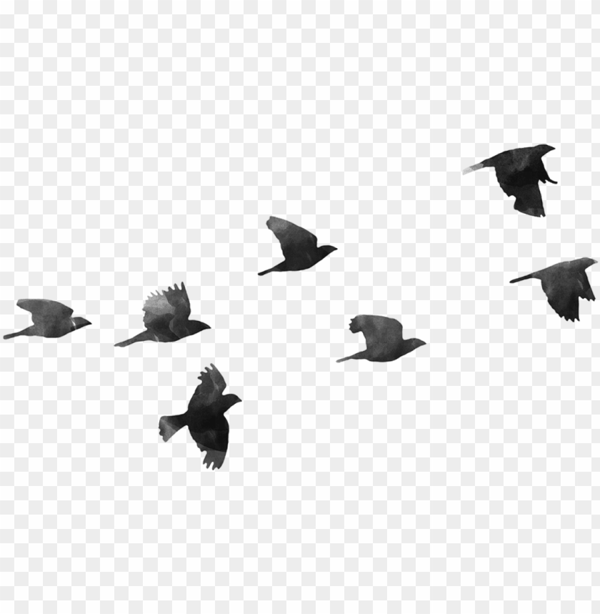 Detail Bird Transparent Background Nomer 25