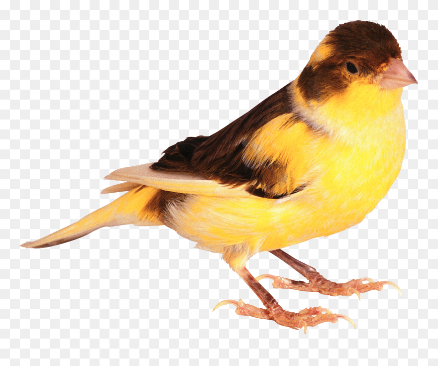 Detail Bird Transparent Background Nomer 26