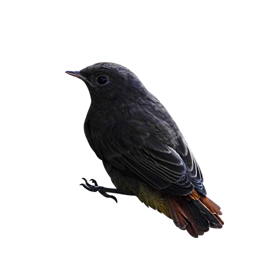 Detail Bird Transparent Background Nomer 28