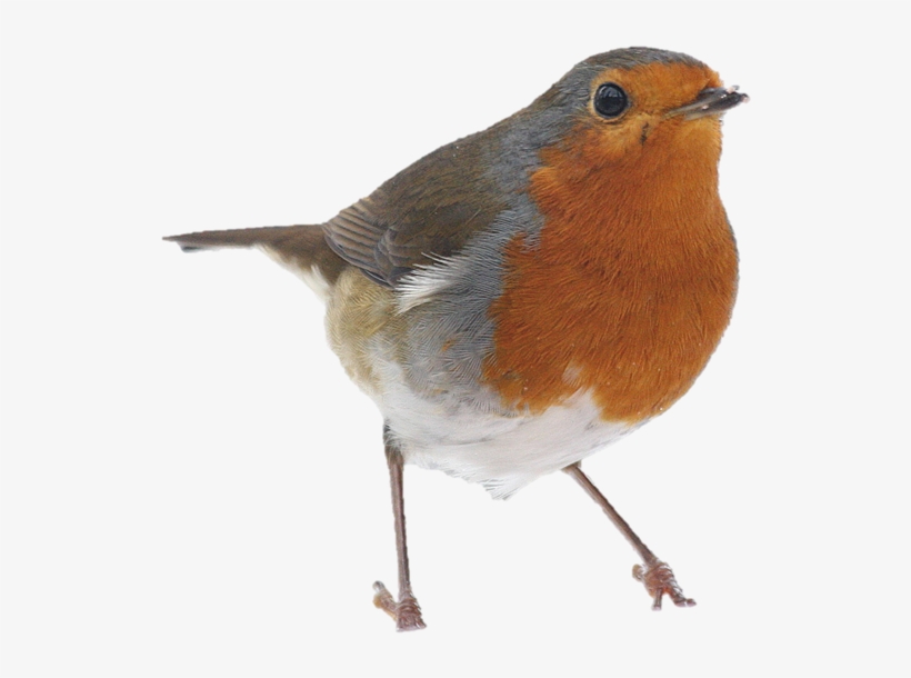 Detail Bird Transparent Background Nomer 30