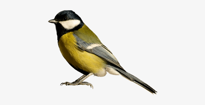 Detail Bird Transparent Background Nomer 31