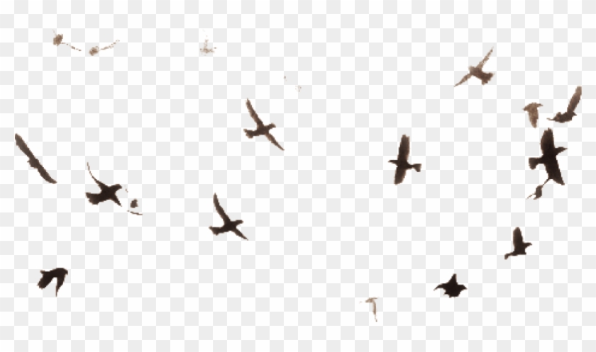 Detail Bird Transparent Background Nomer 34