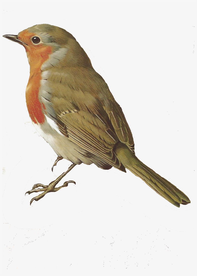 Detail Bird Transparent Background Nomer 41