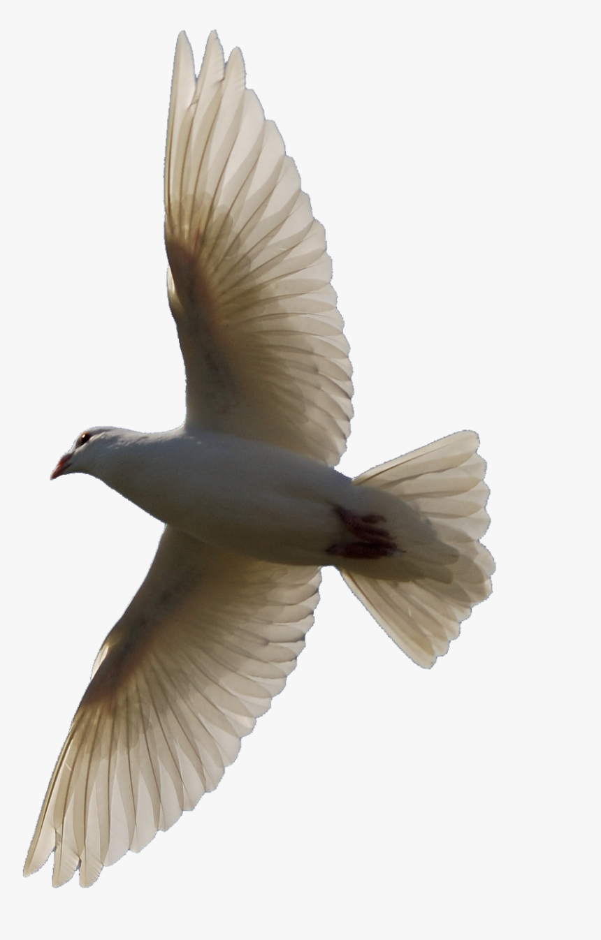 Detail Bird Transparent Background Nomer 42