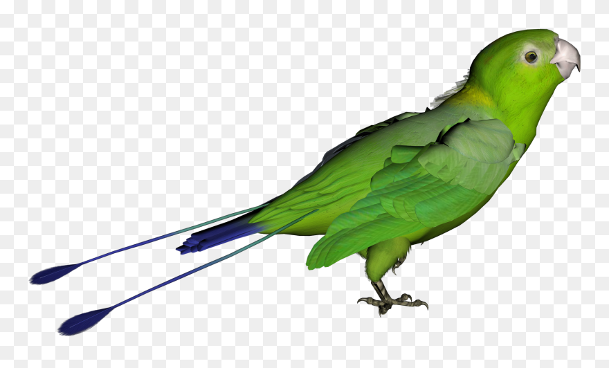 Detail Bird Transparent Background Nomer 44